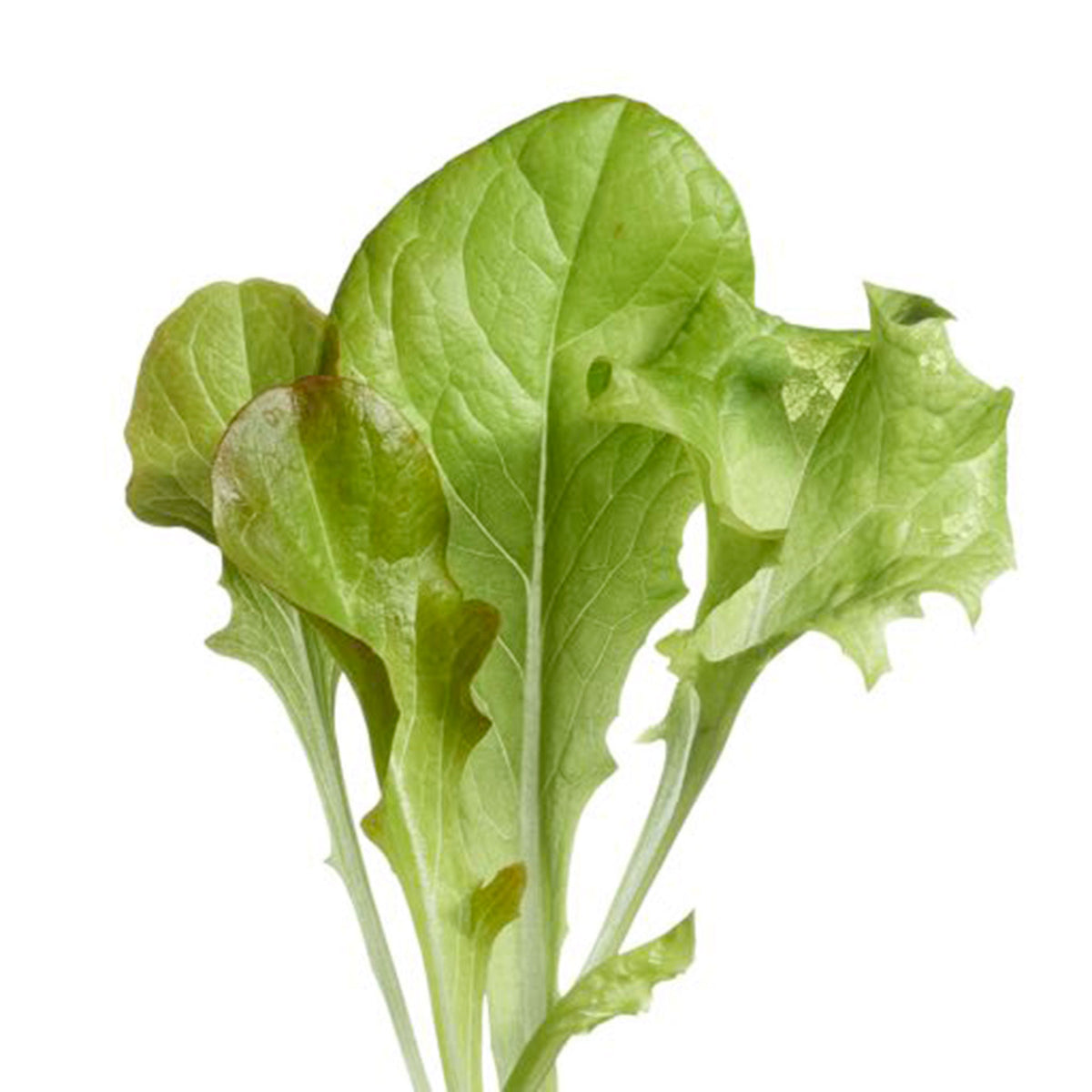 Lettuce Lactuca sativa - Mix - Vegetable seeds