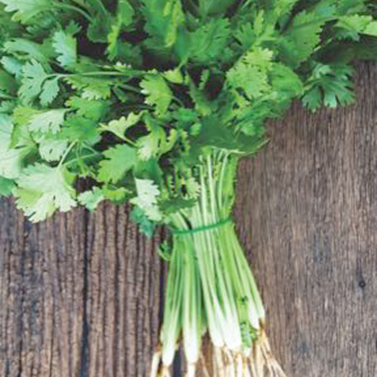 Coriander Coriandrum sativum 3 m² - Herb seeds