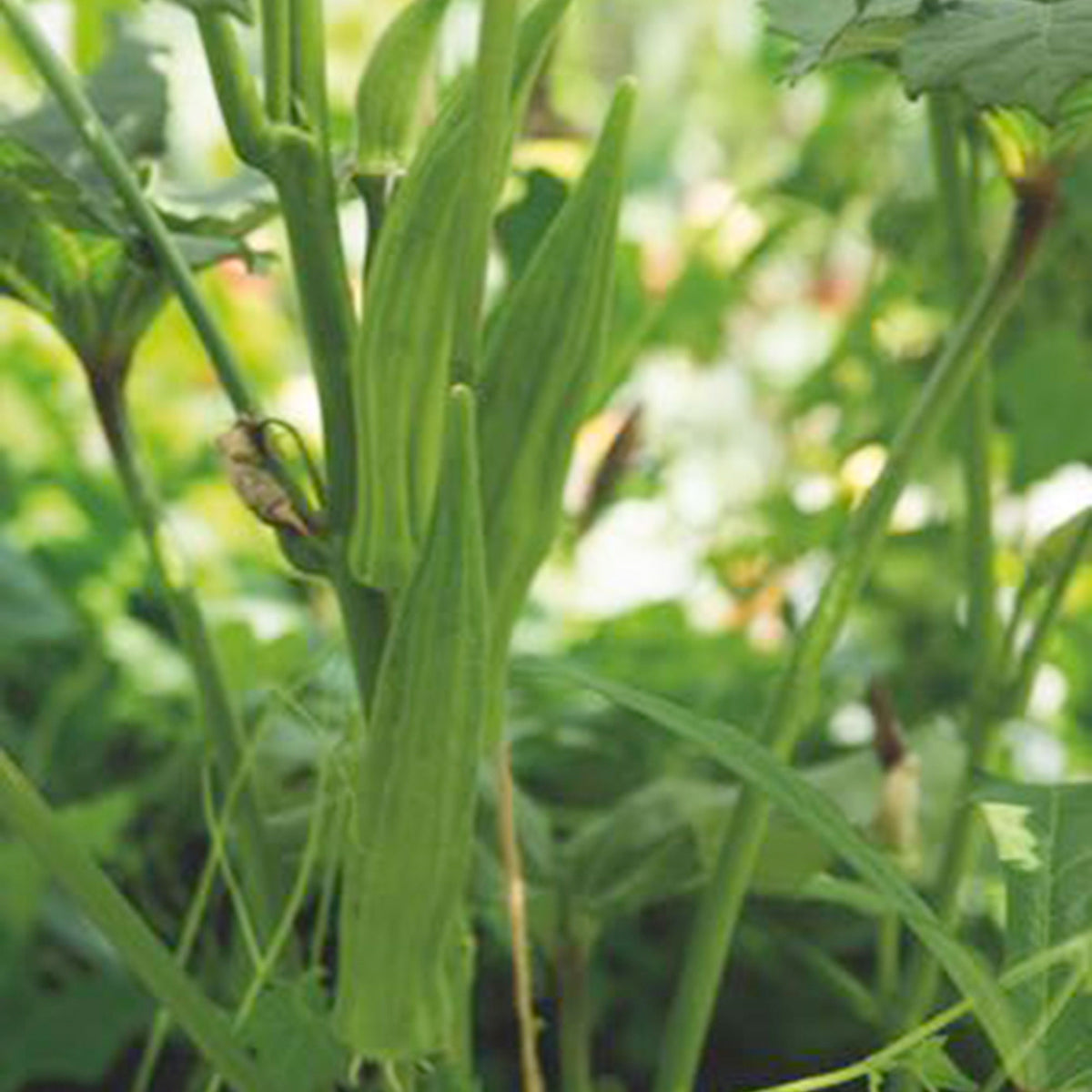 Okra Abelmoschus 'Clemson Spineless' 15 m² - Vegetable seeds
