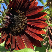 Sunflower Helianthus 'Avondzon' 5 m² - Flower seeds Red-Brown