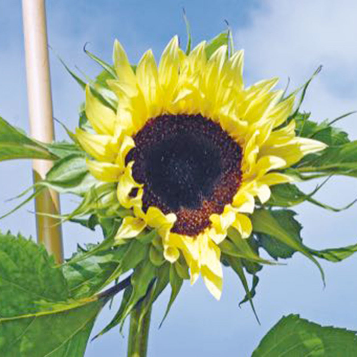 Sunflower Helianthus 'Moonwalker' yellow 3 m² - Flower seeds