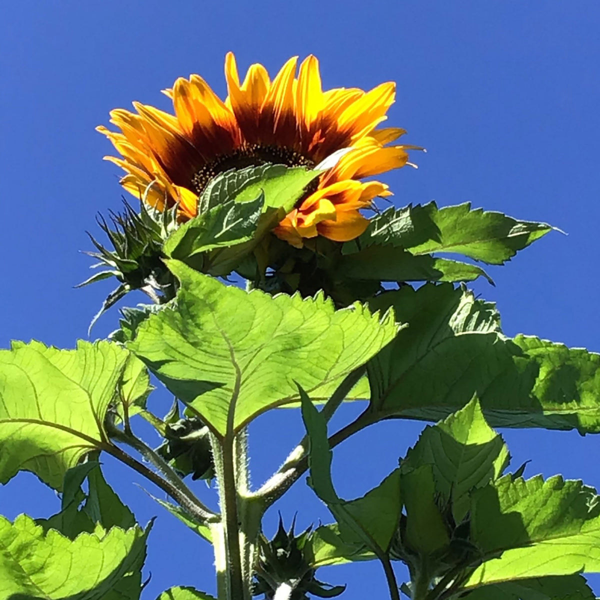 Sunflower Helianthus 'Ring of Fire' red 3 m² - Flower seeds