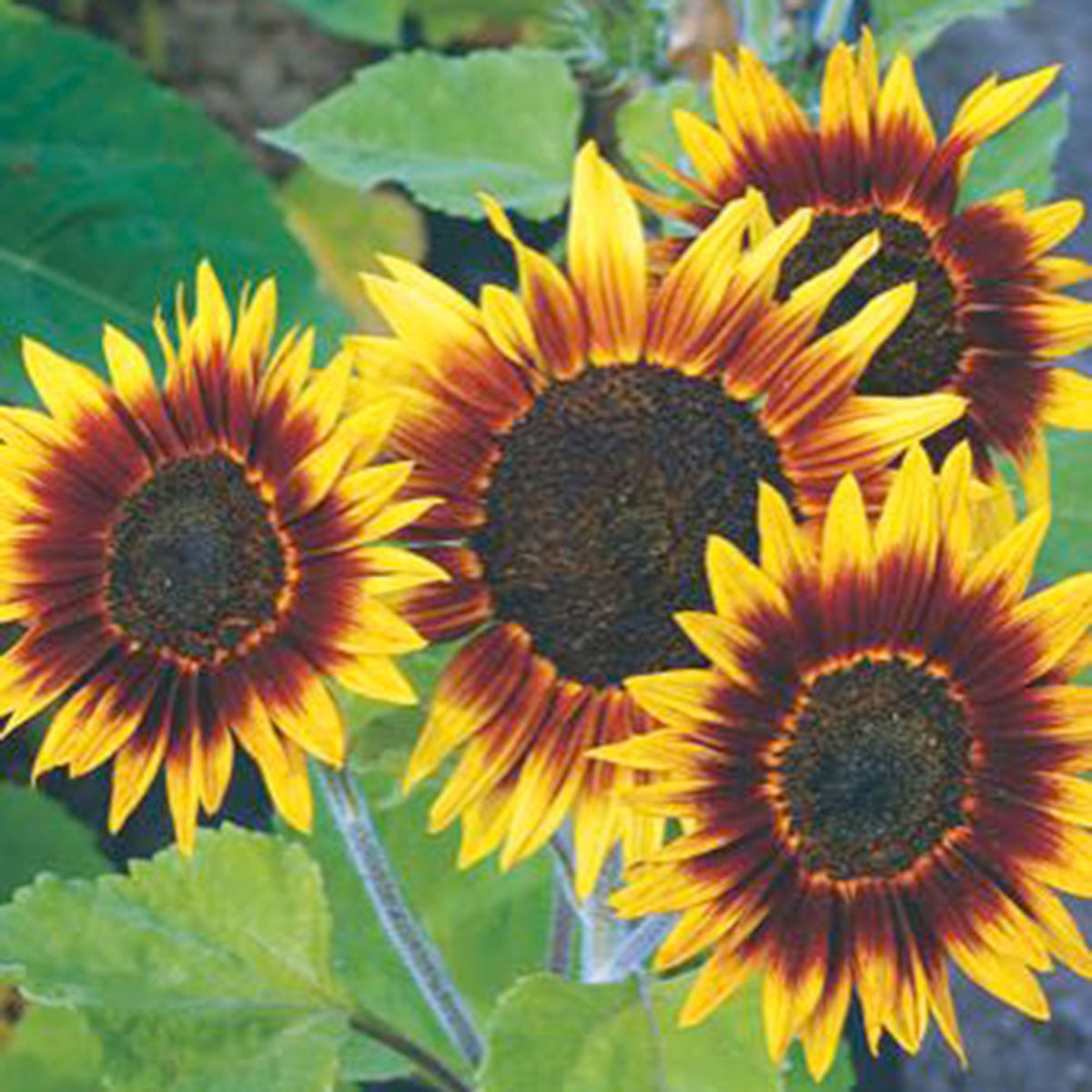 Sunflower Helianthus 'Ring of Fire' red 3 m² - Flower seeds