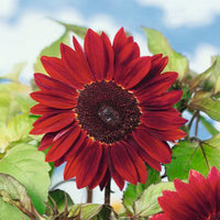 Sunflower Helianthus 'Moulin Rouge' red 3 m² - Flower seeds