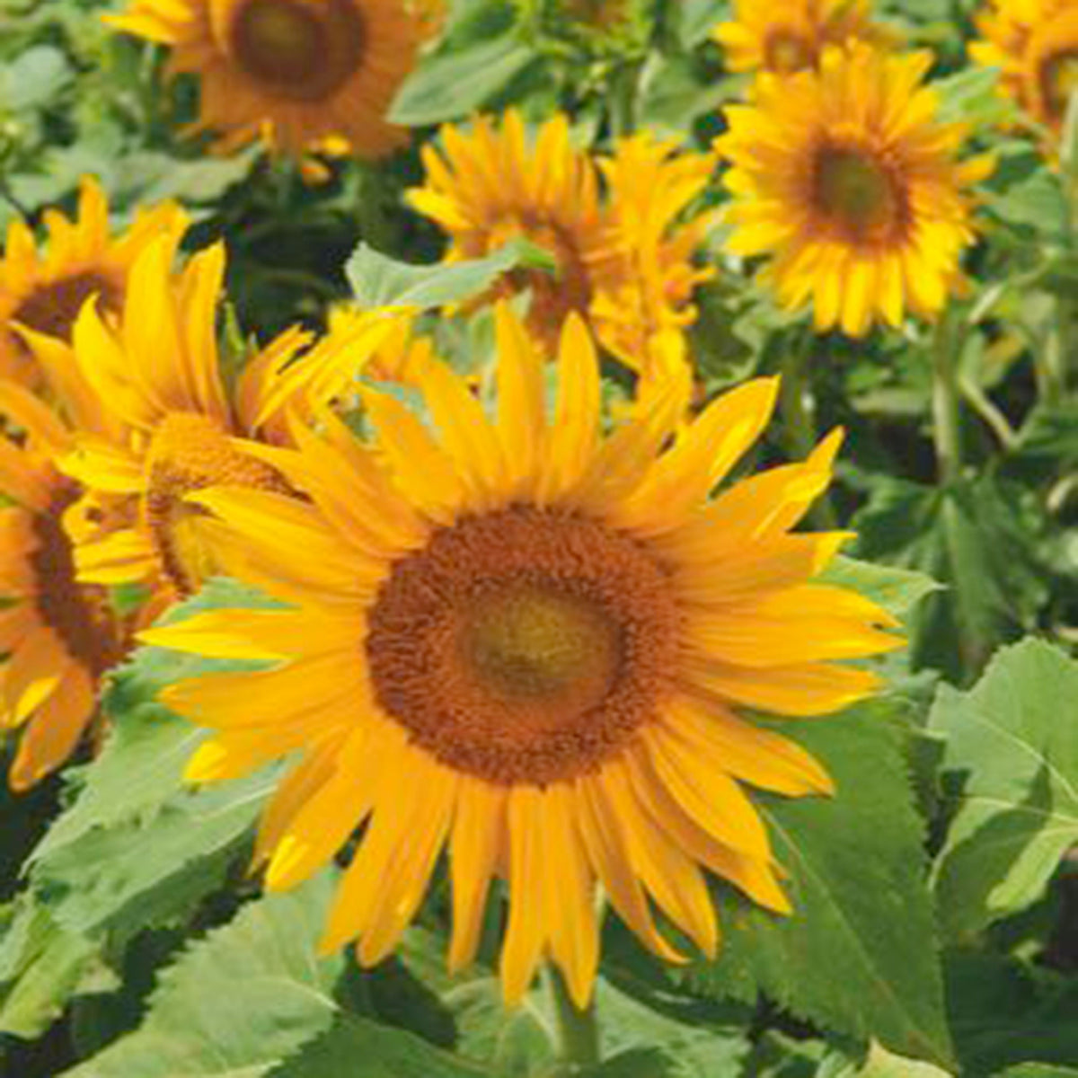 Sunflower Helianthus 'Irish Eyes' yellow 3 m² - Flower seeds
