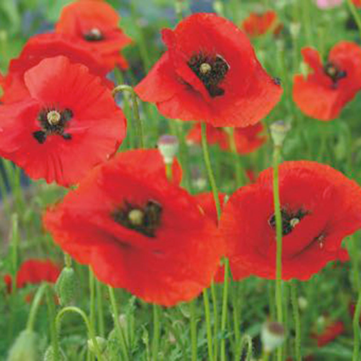 Poppy rhoeas red 2 m² - Flower seeds