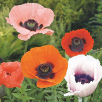 Poppy orientale orange-red 2 m² - Flower seeds