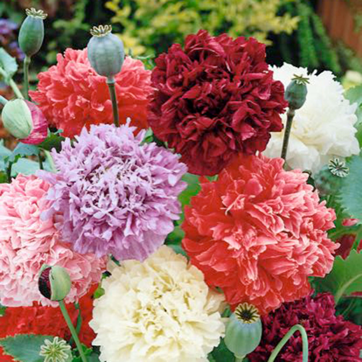 Poppy paeoniflorum red-purple-pink 1 m² - Flower seeds