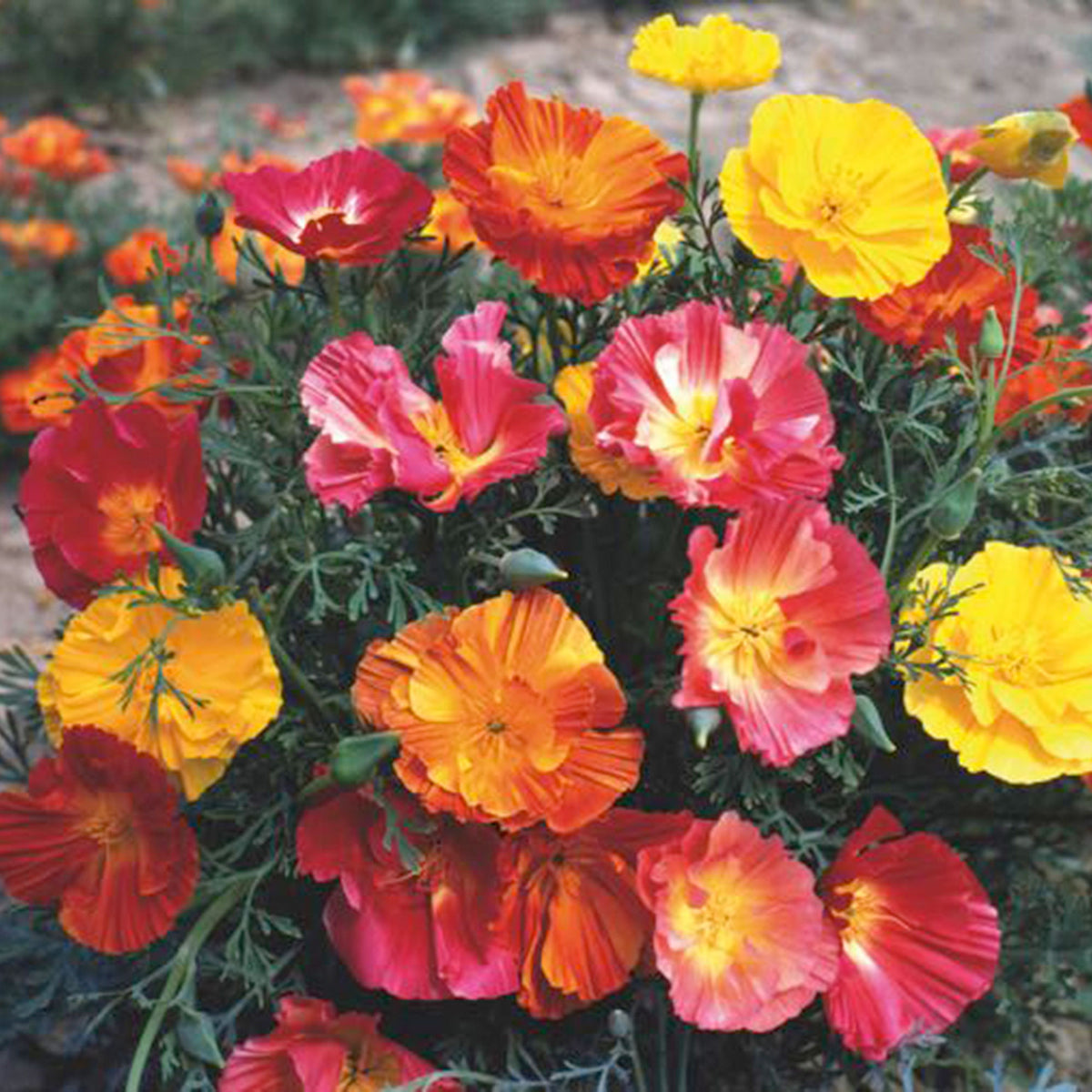 California poppy Escholschzia 'Thai Silk' red-purple-pink 7 m² - Flower seeds