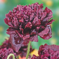 Poppy 'Black Paeony' purple 1 m² - Flower seeds
