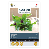 Thai basil Ocimum 10 m² - Herb seeds