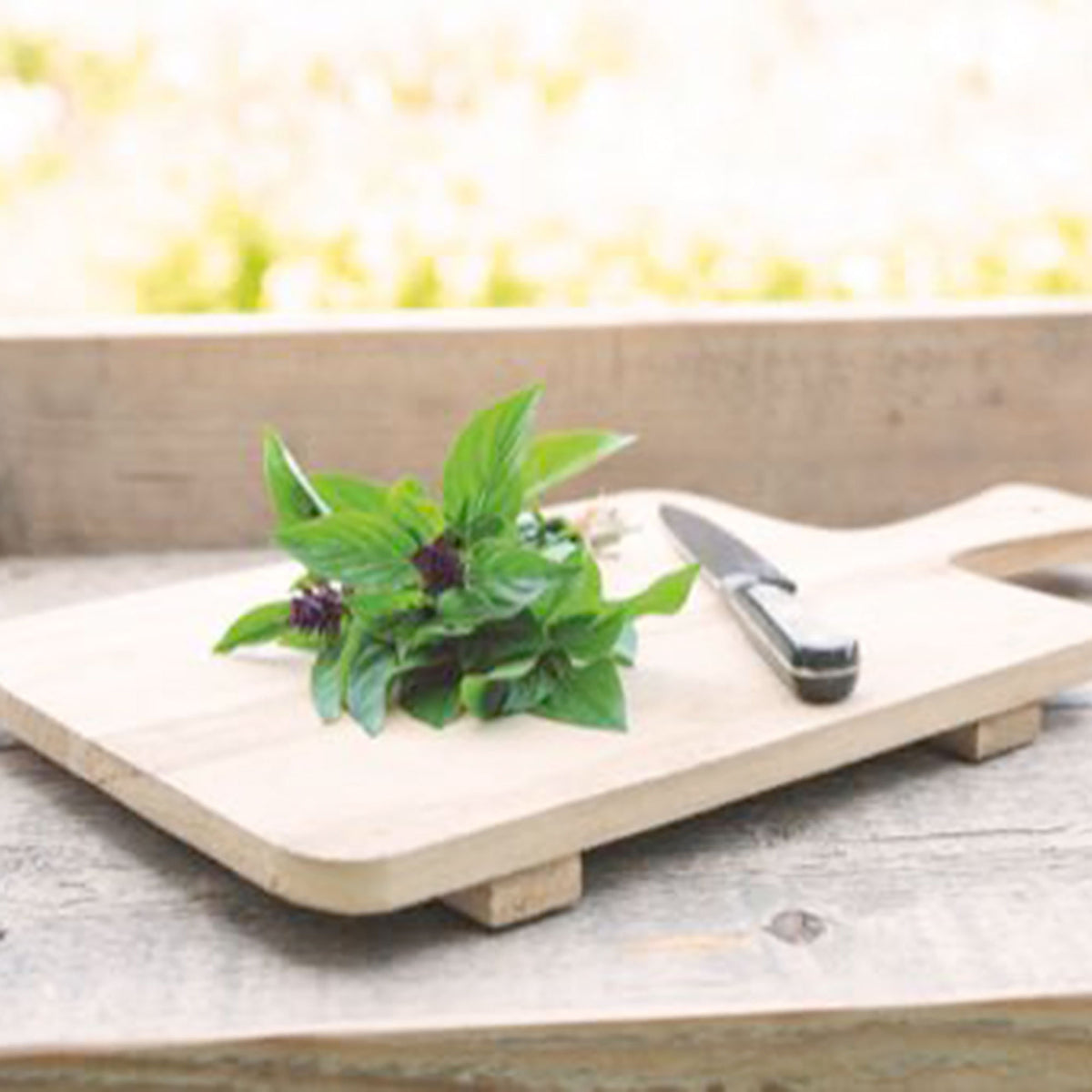 Thai basil Ocimum 10 m² - Herb seeds