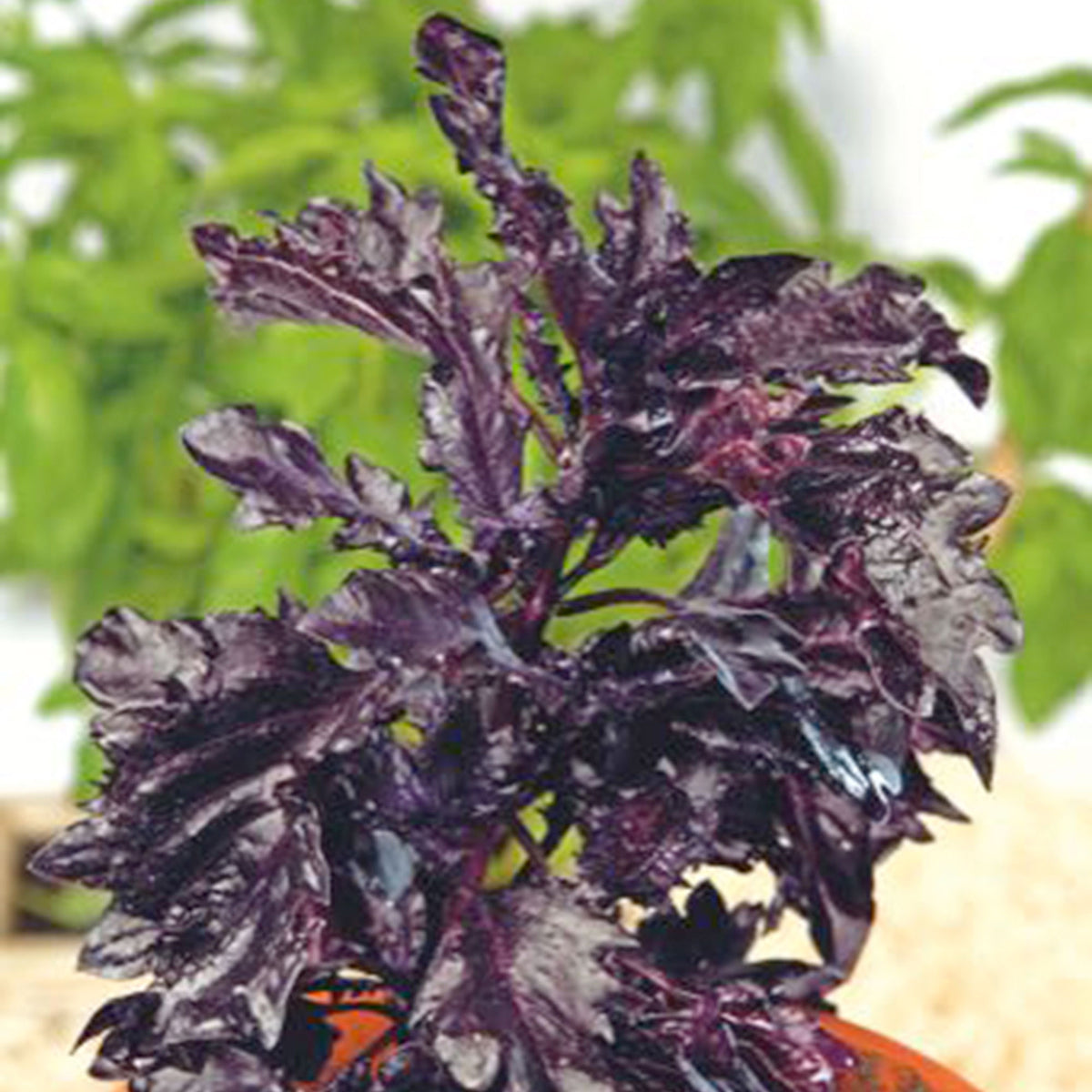 Basil Ocimum 'Purple Ruffles' purple 10 m² - Herb seeds
