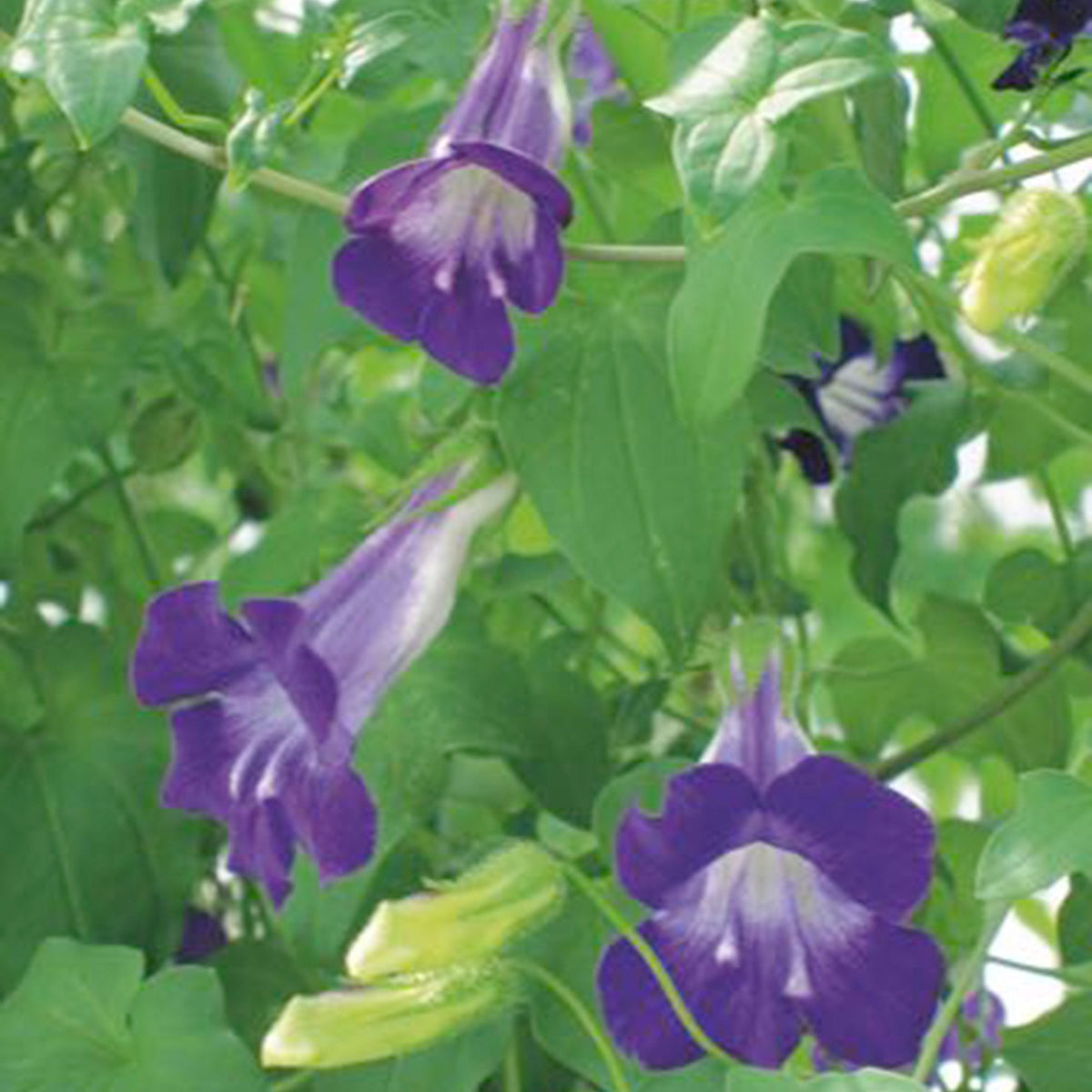 Lophospermum Asarina scandens purple 1 m² - Flower seeds