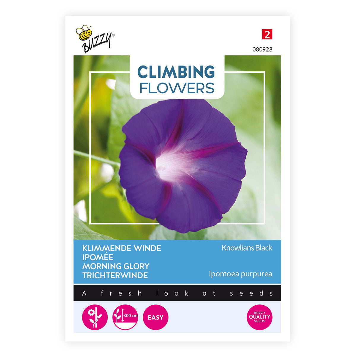 Morning glory Ipomoea 'Knowlians Black' purple 10 m² - Flower seeds