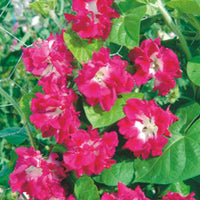 Morning glory Ipomoea tricolor pink 10 m² - Flower seeds