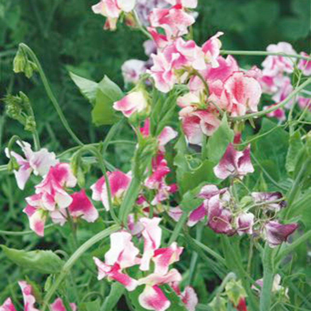 Sweet pea Lathyrus 'Unwin' pink 2 m² - Flower seeds