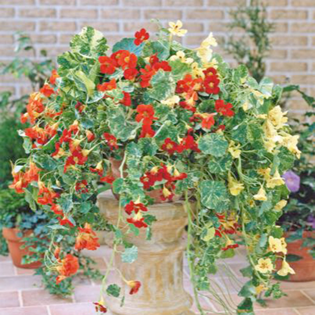 Nasturtium Tropaeolum 'Jewel of Africa' orange 5 m² - Flower seeds