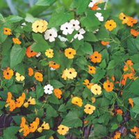 Black-eyed Susan Thunbergia alata - Mix orange-yellow 1 m² - Flower seeds