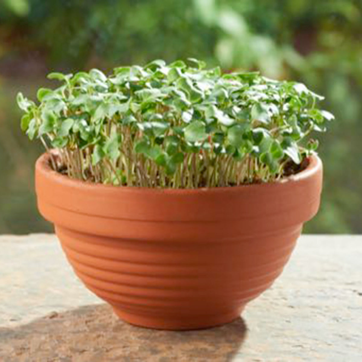 Broccoli cress Brassica oleracea - Organic 36 m² - Vegetable seeds