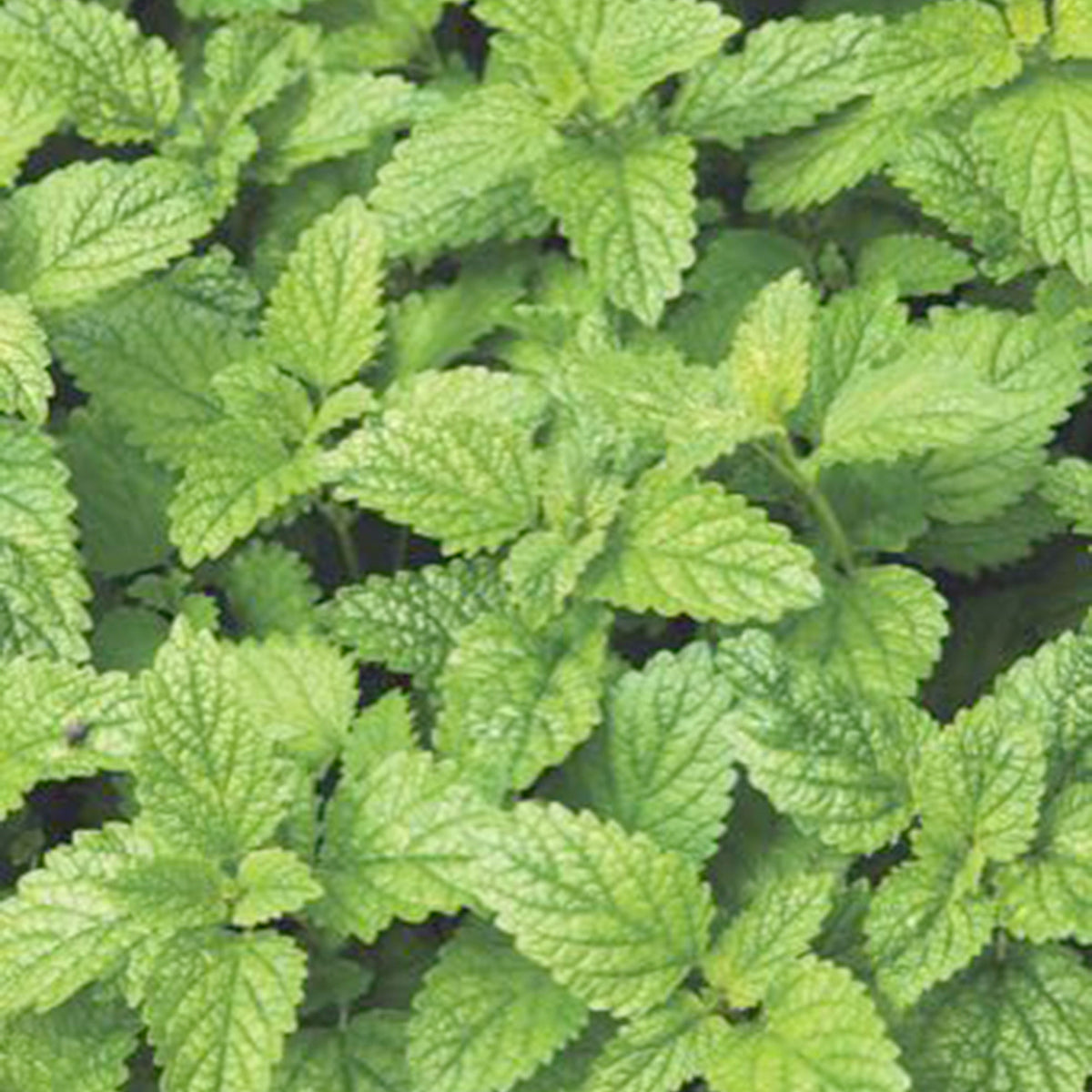Lemon balm Melissa officinalis - Organic 20 m² - Herb seeds
