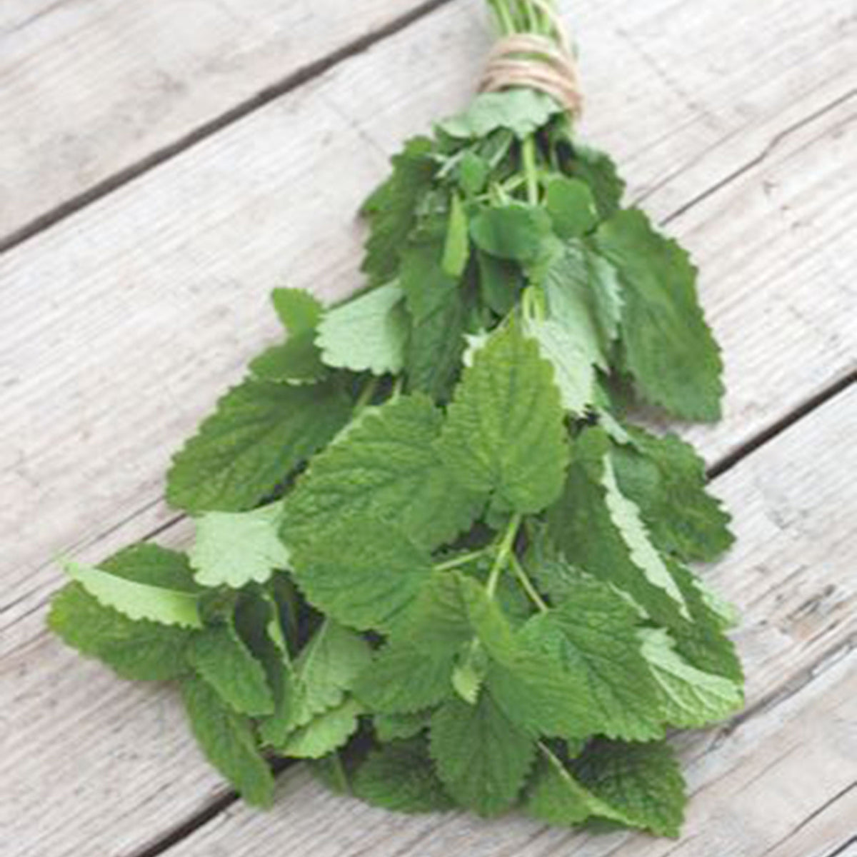 Lemon balm Melissa officinalis - Organic 20 m² - Herb seeds