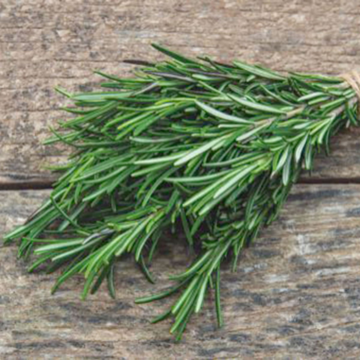 Rosemary Rosmarinus officinalis - Organic 2 m² - Herb seeds