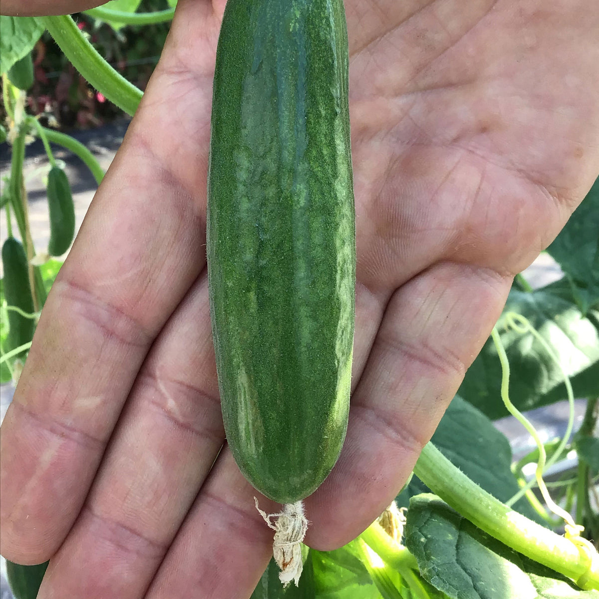Cucumber Cucumis 'Picolino' - Organic F1 - 2 m² - Vegetable seeds