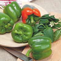 Bell pepper Capsicum 'California Wonder' - Organic red 5 m² - Vegetable seeds