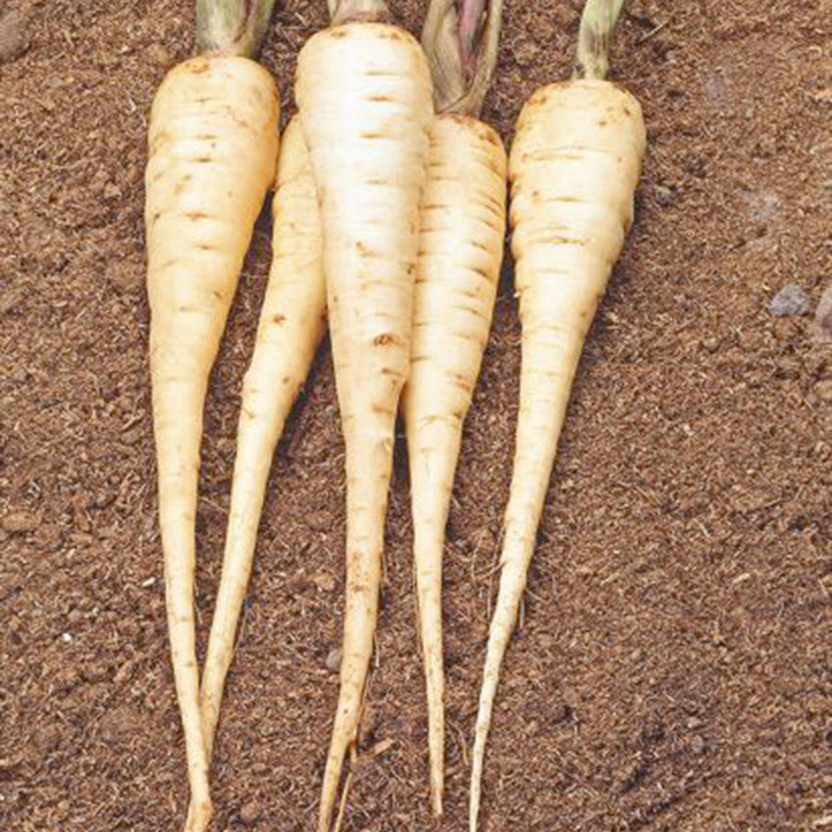 Parsnip Pastinaca 'Guernsey' - Bio 10 m² - Vegetable seeds