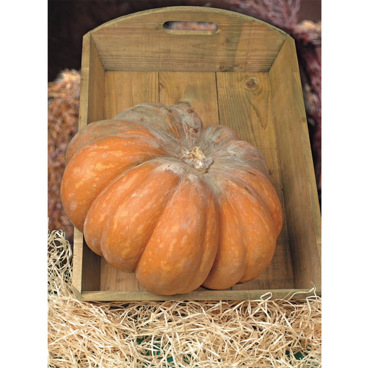 Squash Cucurbita 'Musquée de Provence' - Organic 7 m² - Vegetable seeds