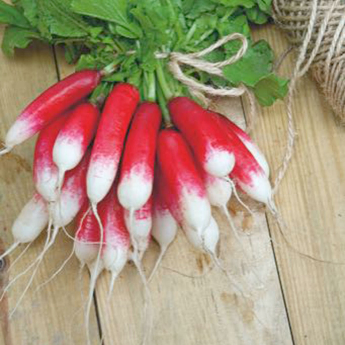 Radish Raphanus 'French Breakfast 3' - Organic 2 m² - Vegetable seeds