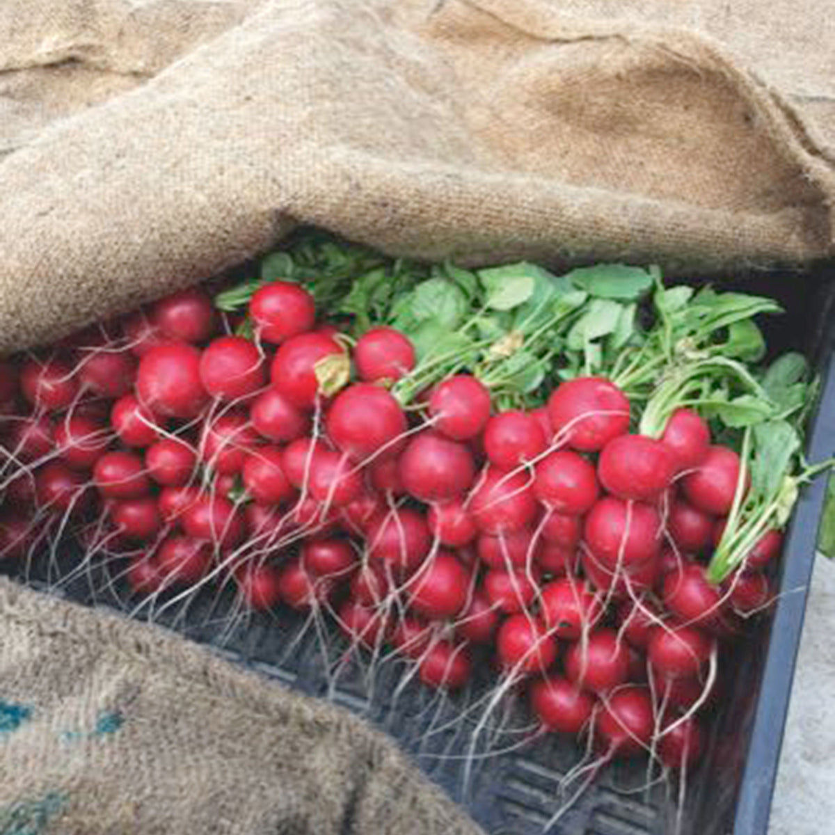 Radish Raphanus 'Saxa 2' - Organic 2 m² - Vegetable seeds