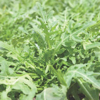 Wild rocket Eruca sativa - Organic 10 m² - Herb seeds