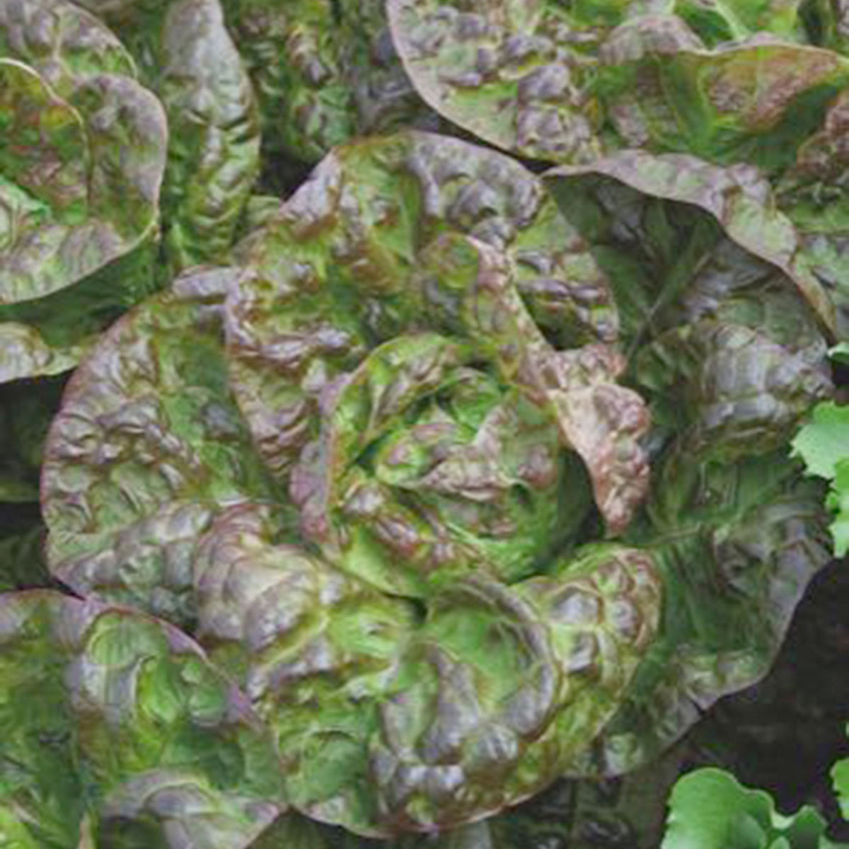 Butterhead lettuce Lactuca 'Wonder van Vier Jaargetijden' - Organic 35 m² - Vegetable seeds