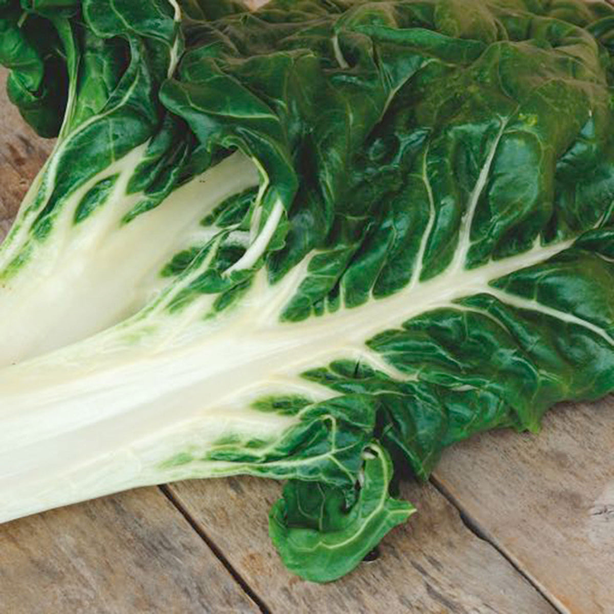Swiss chard Beta 'White Silver 2' - Organic 3 m² - Vegetable seeds