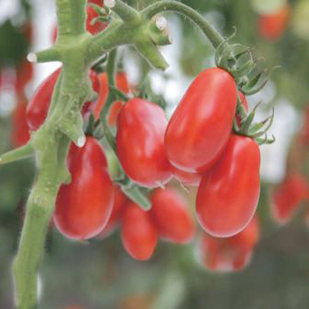 Tomato Solanum 'Shirley' - Bio 10 m² - Vegetable seeds