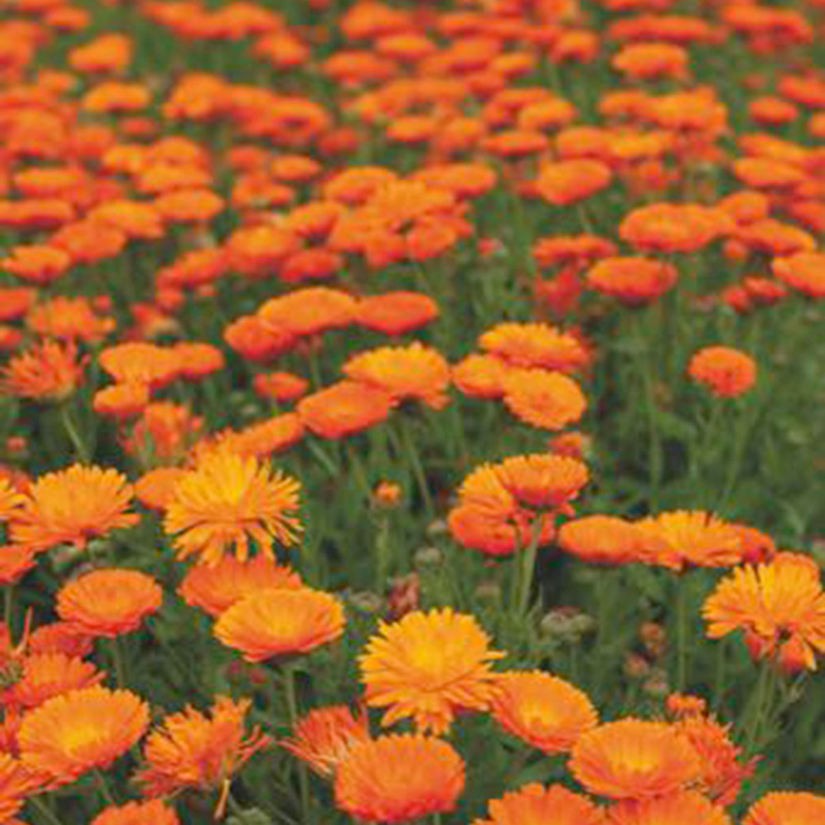 Marigold Calendula 'Ball' - Organic orange 3 m² - Flower seeds
