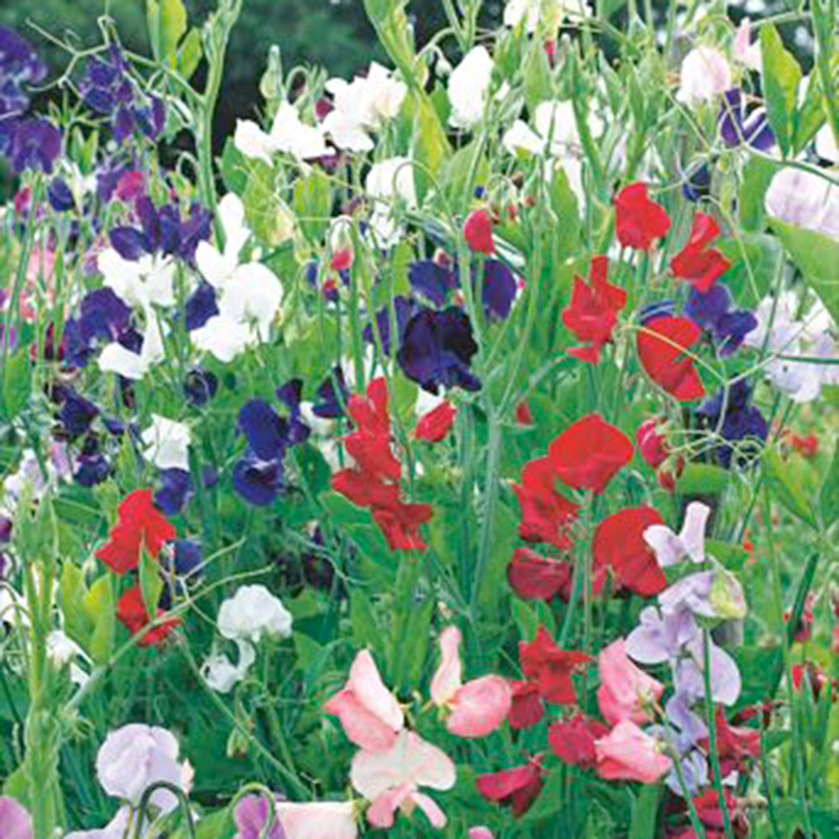 Sweet pea Lathyrus 'Spencer' - Organic red-purple-white 2 m² - Vegetable seeds