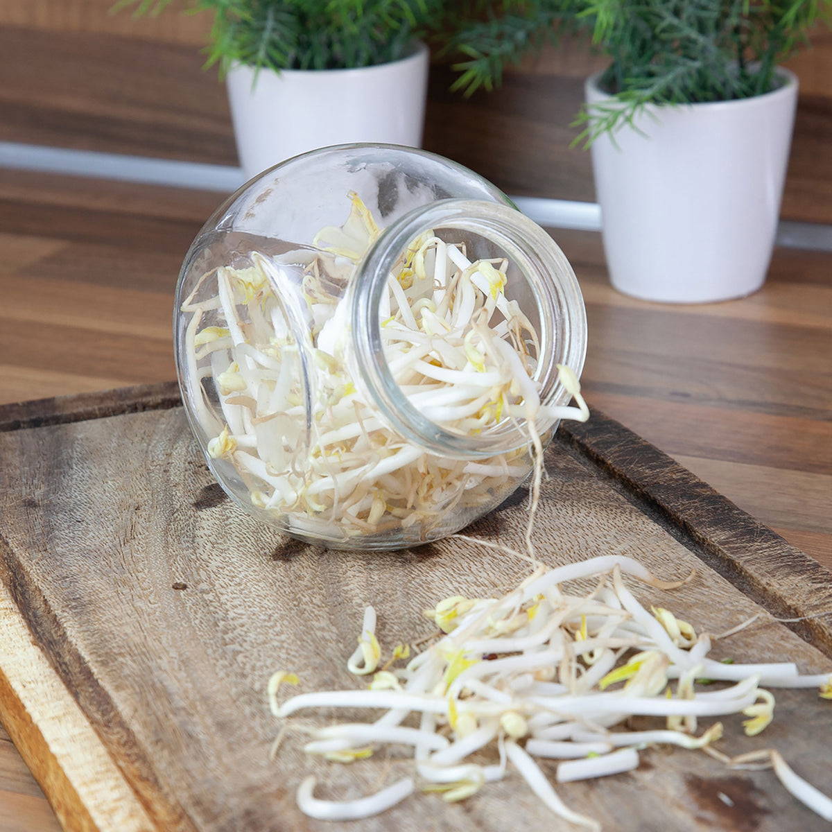 Mung bean sprouts Vigna radiata - Organic including Cultivation set - Vegetable seeds