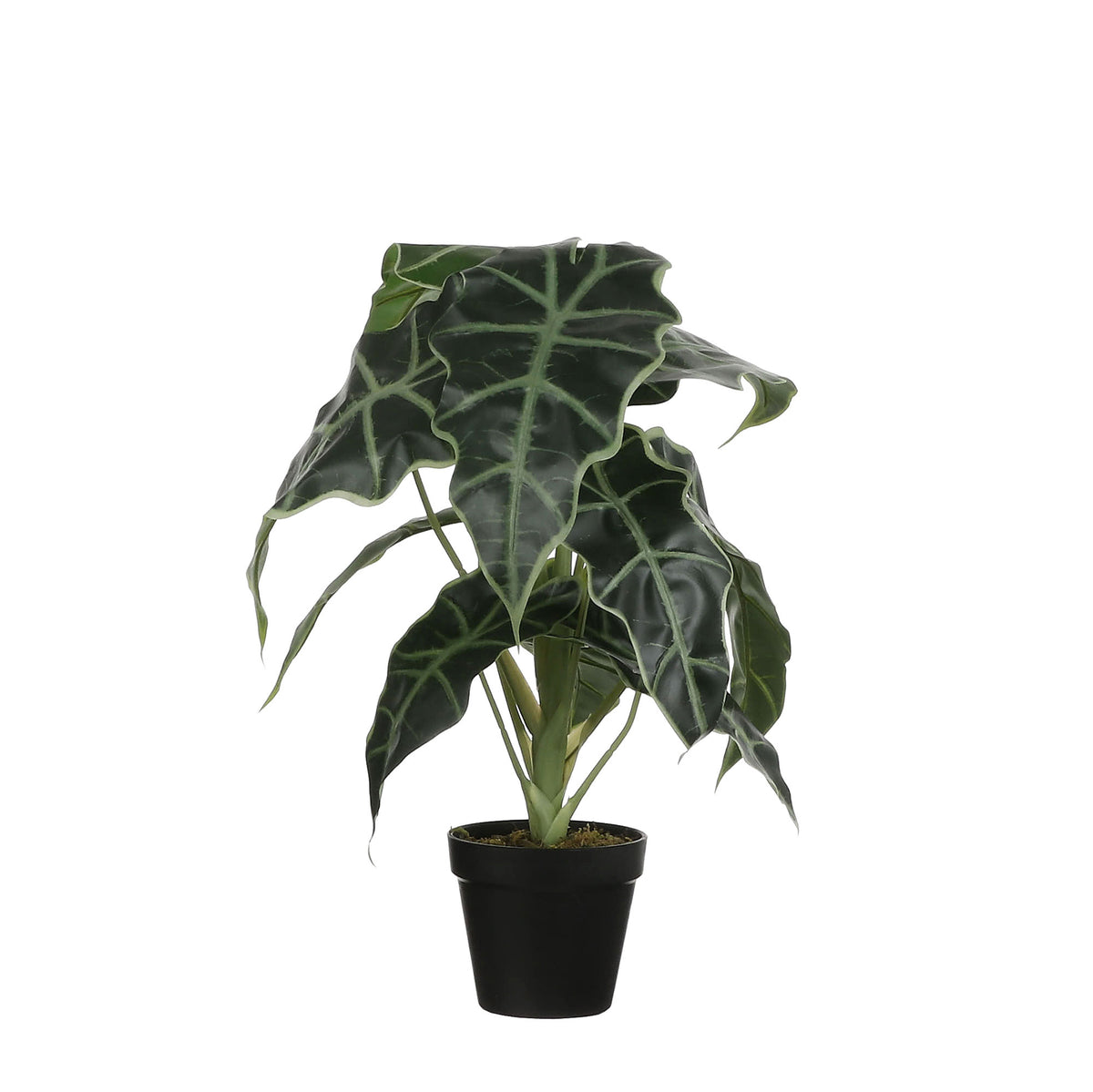 Artificial plant Elephant's ear Alocasia Incl. round plastic decorative pot