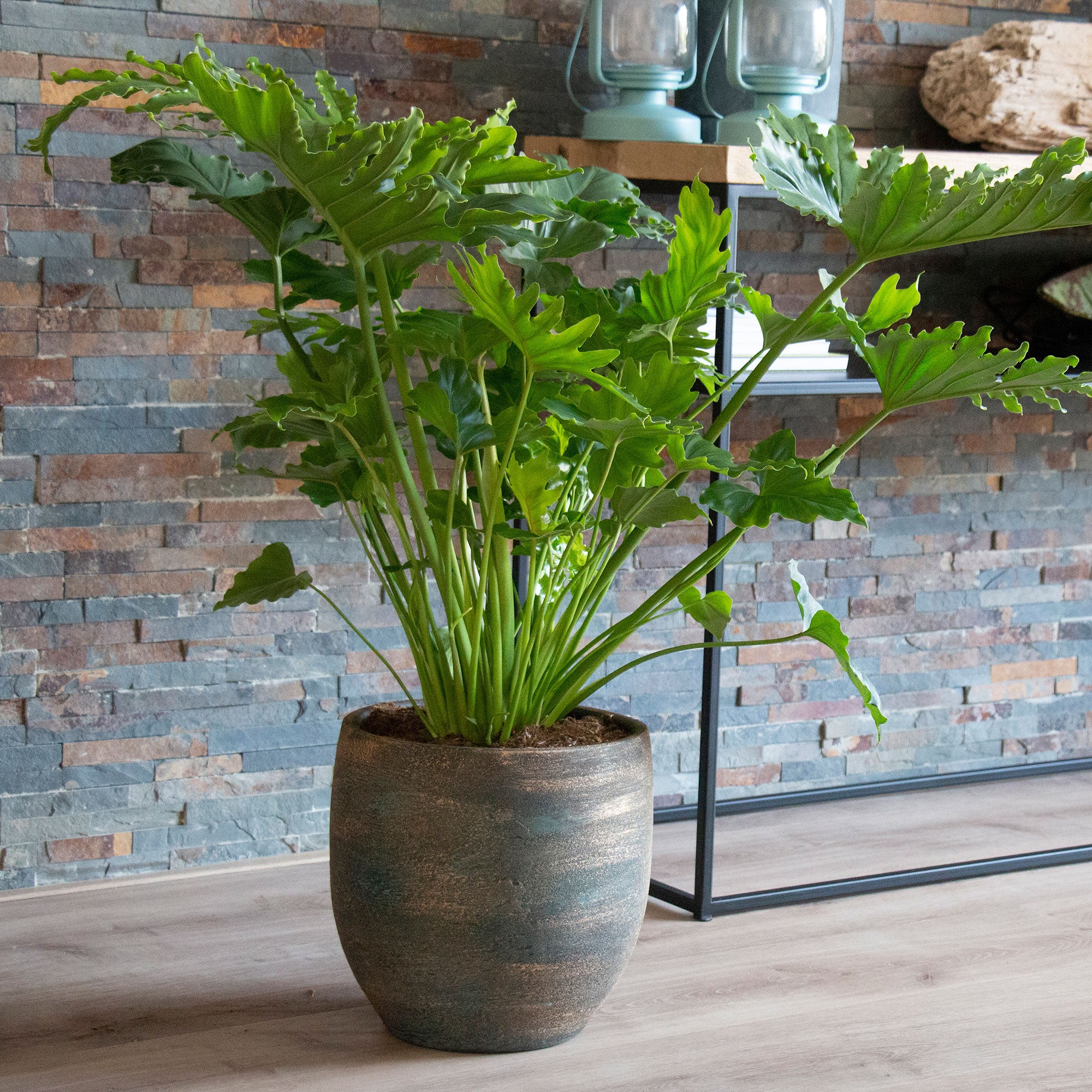 Philodendron 'Shangri La'