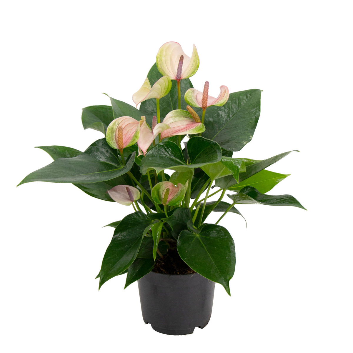 Flamingo plant Anthurium 'Joli Pulse' Pink-Green