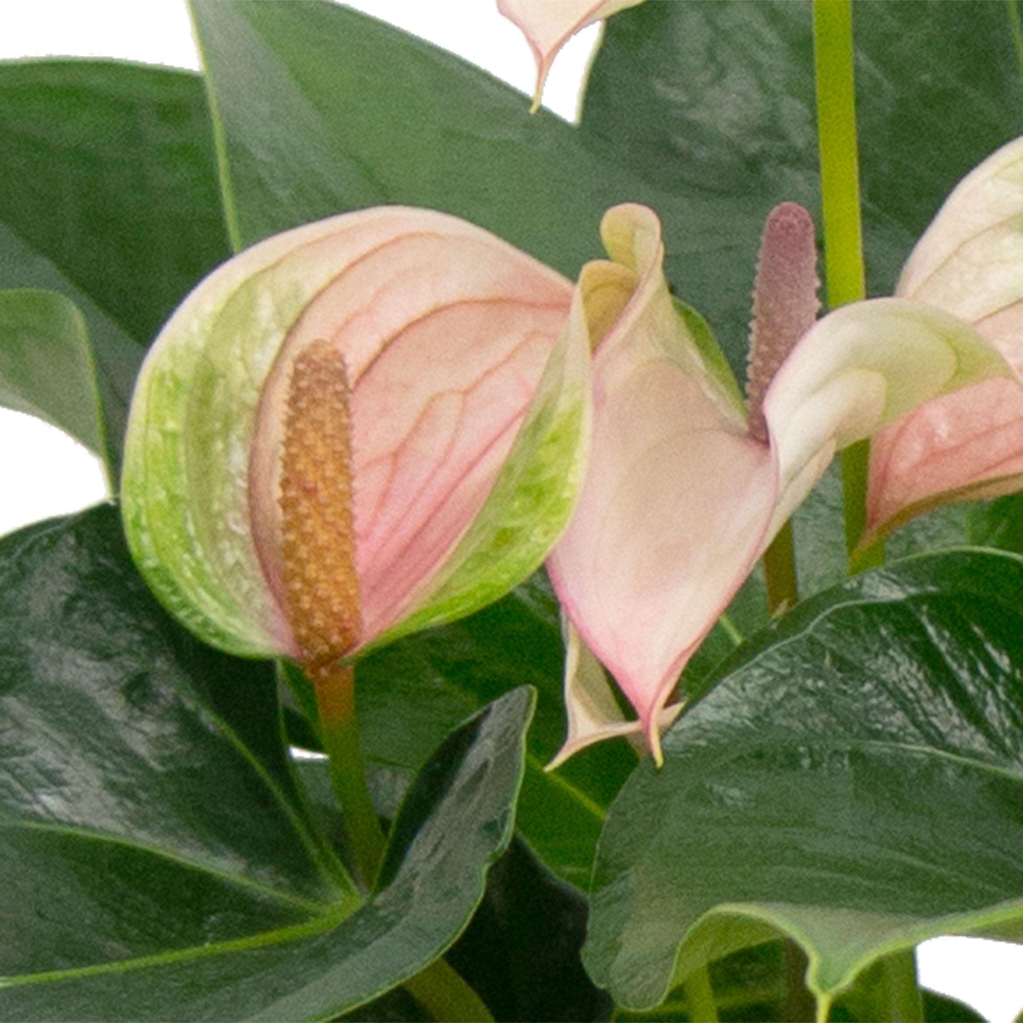 anthurium joli pulse Buy house plants now Flamingo plant Anthurium 'Joli Pulse' Pink-Green