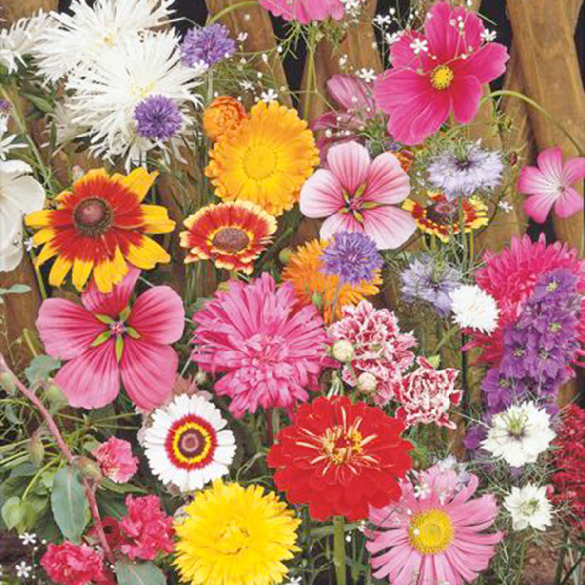Cut flowers - Mix 1 m² - Flower seeds