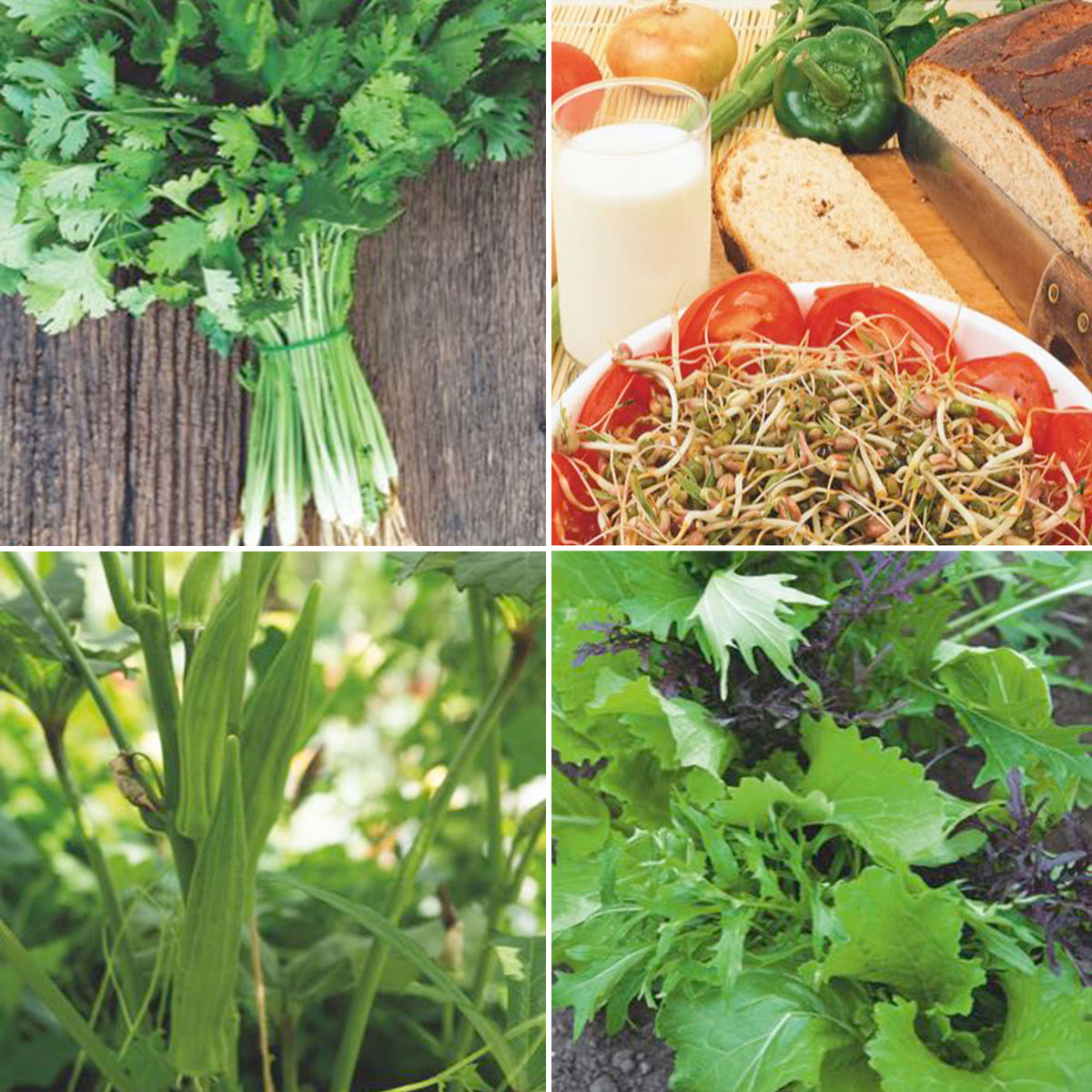 Asian package 'Absolutely Asian' Vegetable seeds, herb seeds