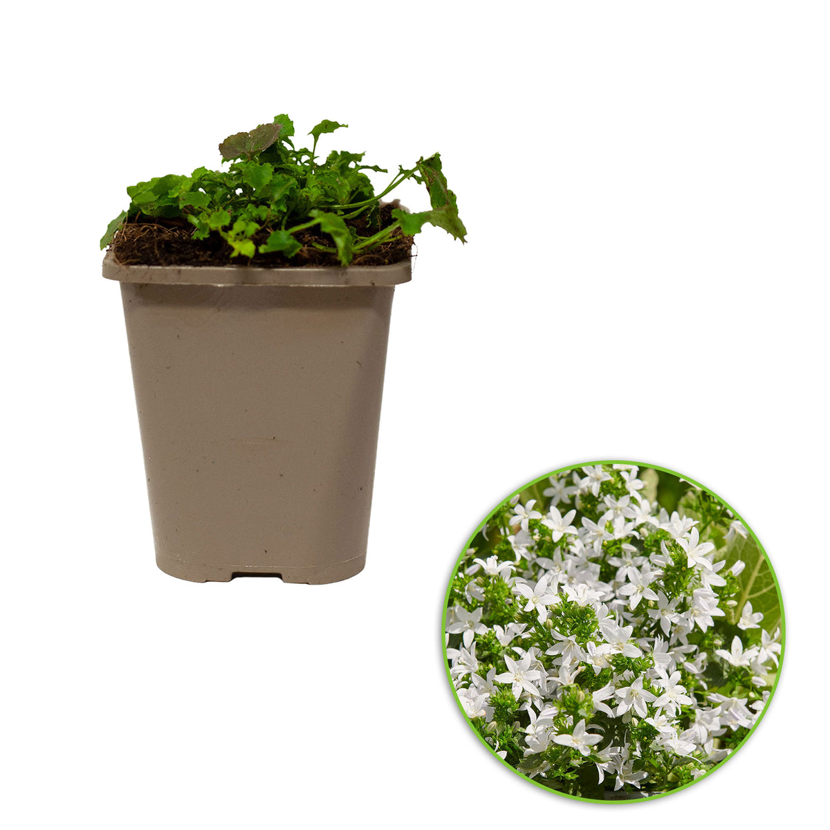 Serbian bellflower Campanula 'Silberregen' White - Bio - Hardy plant