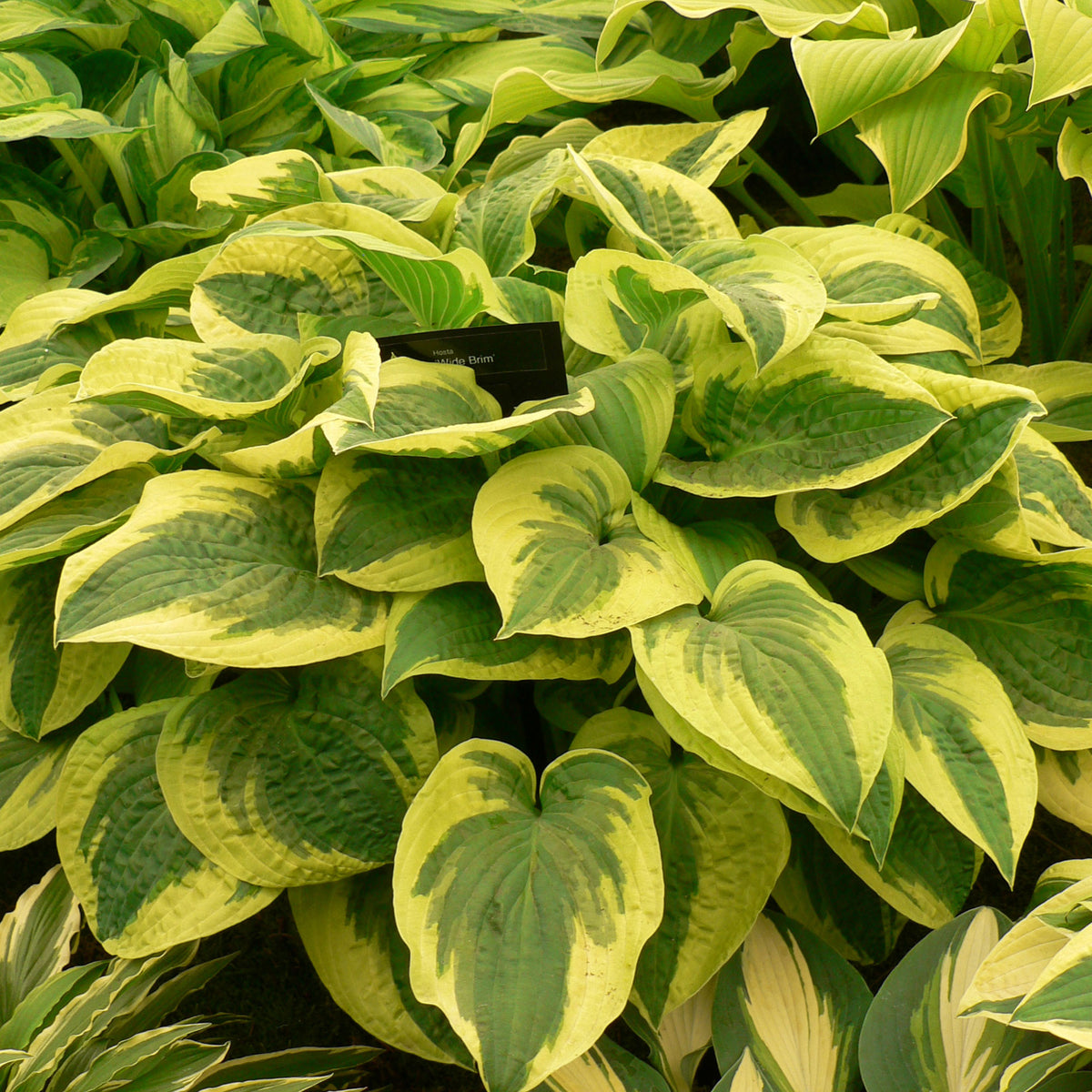 Plantain lily Hosta 'Wilde Brim' - Organic violet blue-green-yellow