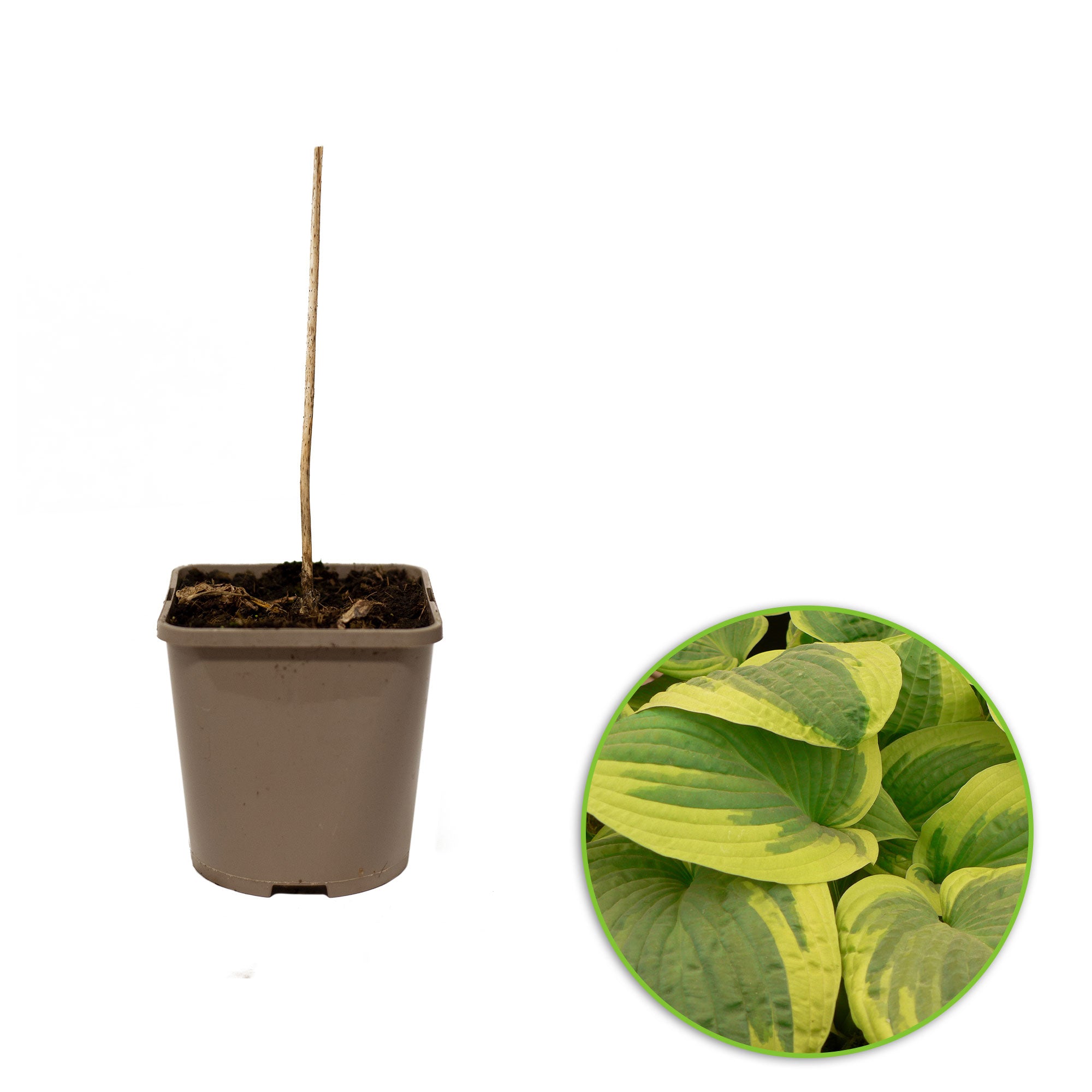 Buy hardy perennial Plantain lily Hosta 'Wilde Brim' - Organic