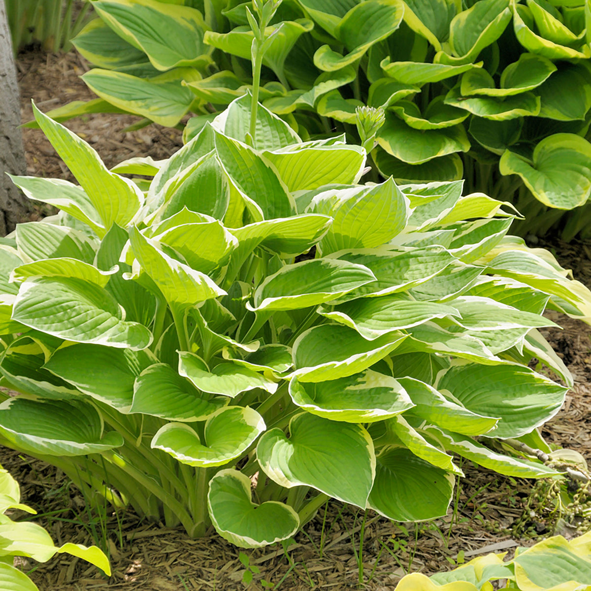 Plantain lily hosta 'Patriot' Green-White - Bio - Hardy plant